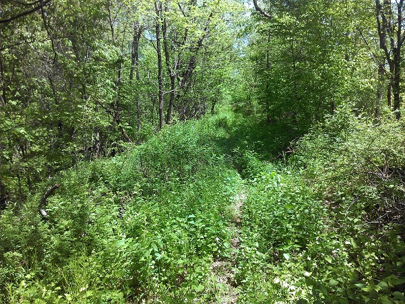 overgrown corridor